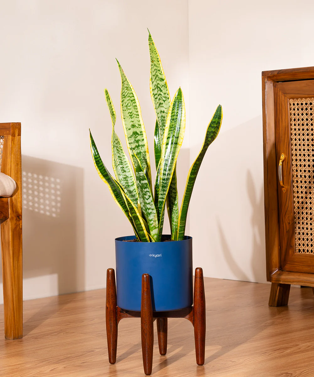 Golden Hahnii Snake Plant With Self Watering Pot - Image 80