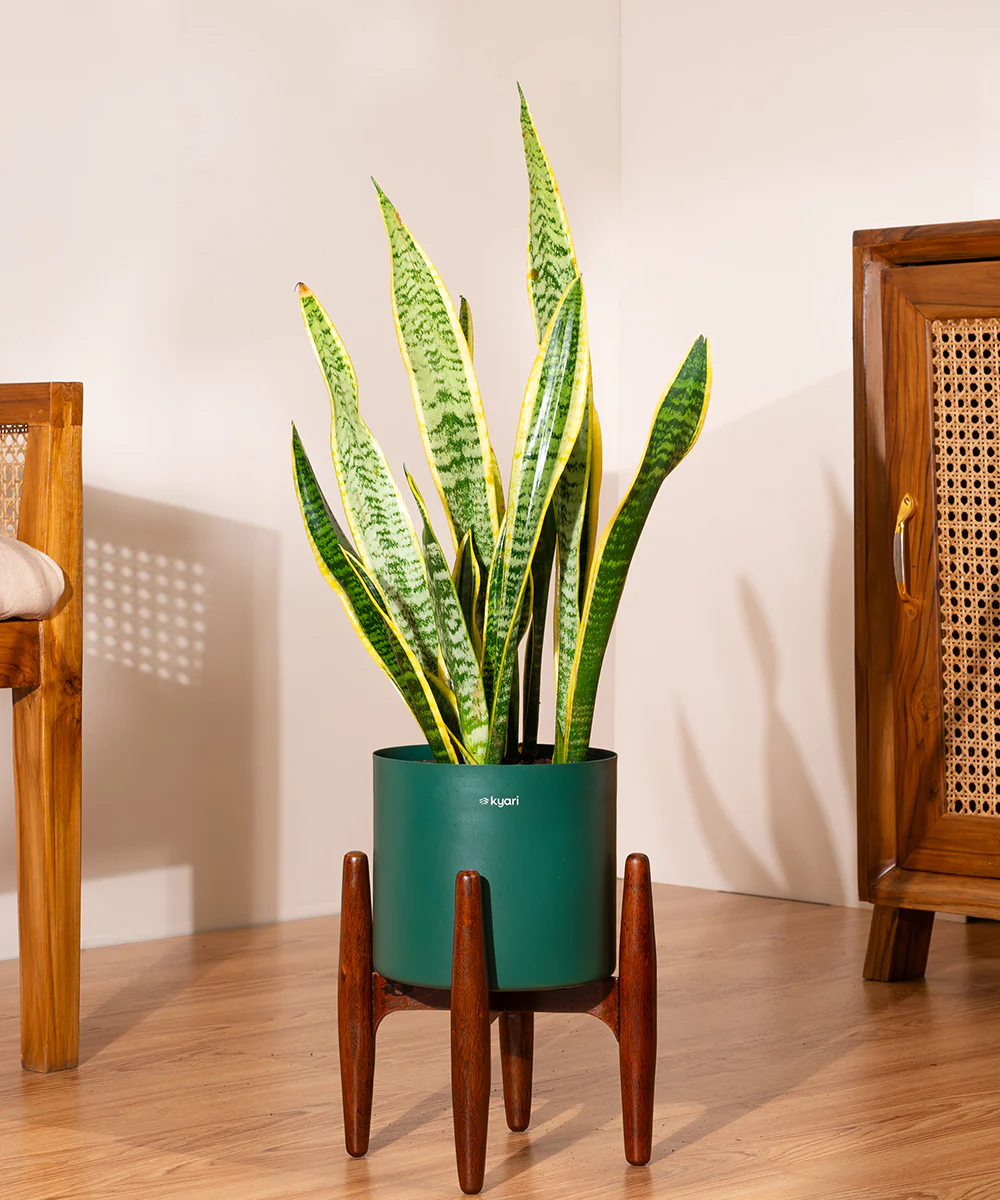 Golden Hahnii Snake Plant With Self Watering Pot - Image 86