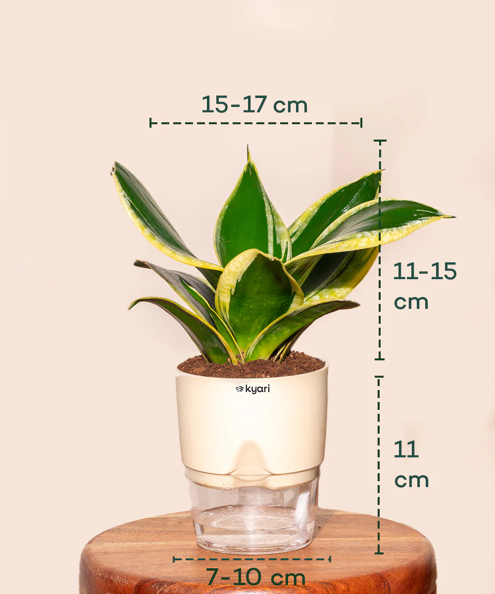 Golden Hahnii Snake Plant With Self Watering Pot - Image 3