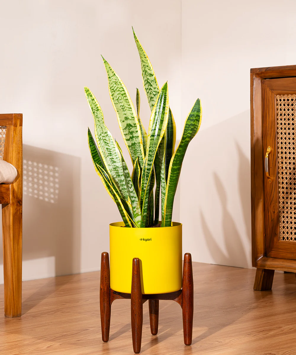 Golden Hahnii Snake Plant With Self Watering Pot - Image 97
