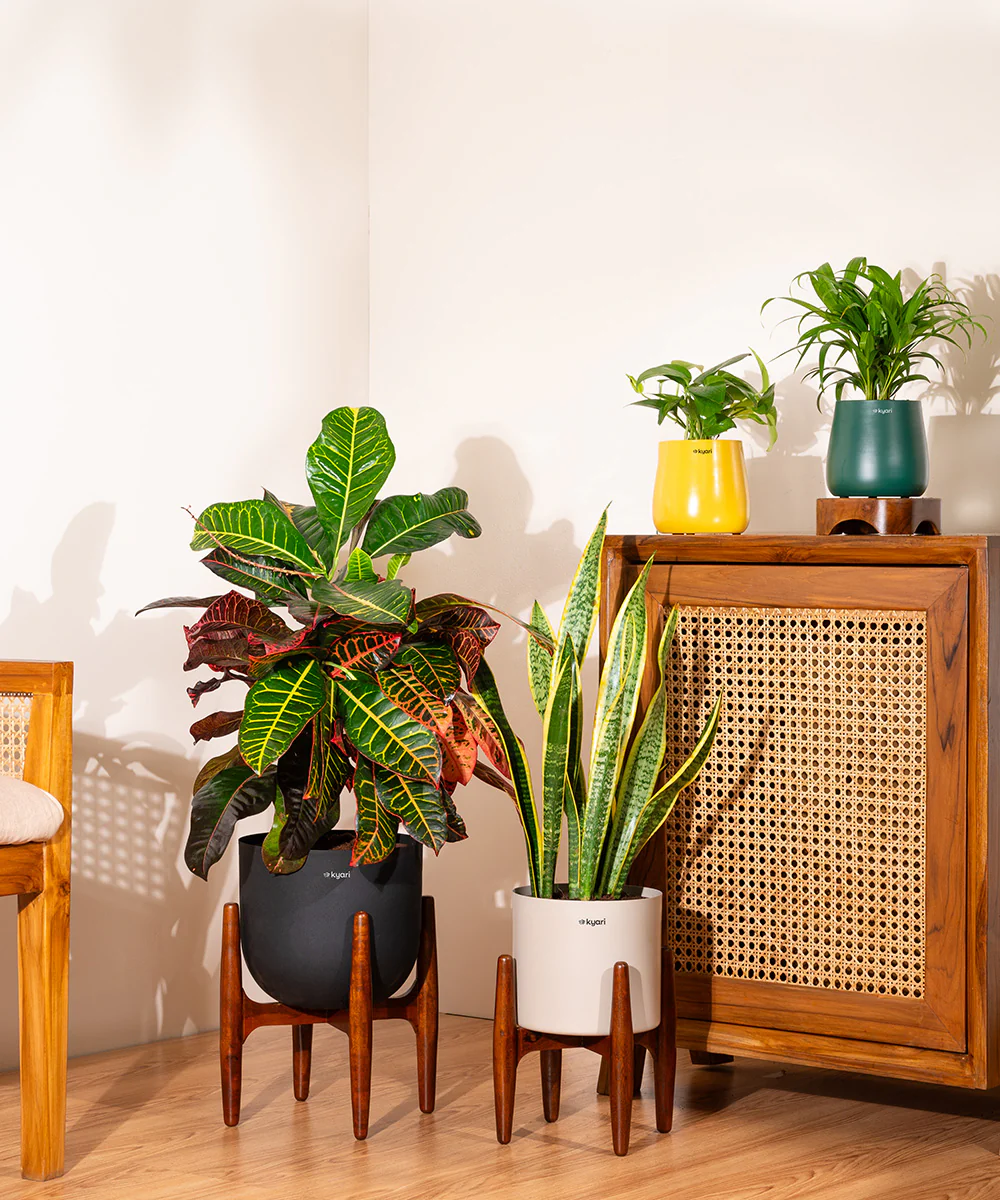 Golden Hahnii Snake Plant with Zen Planter - Image 16