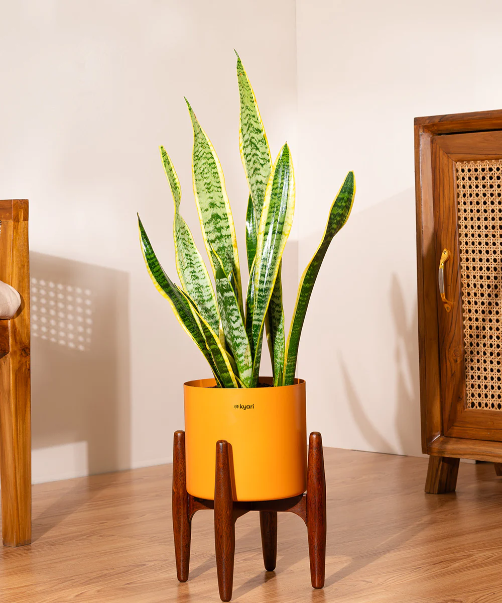 Golden Hahnii Snake Plant with Zen Planter - Image 7
