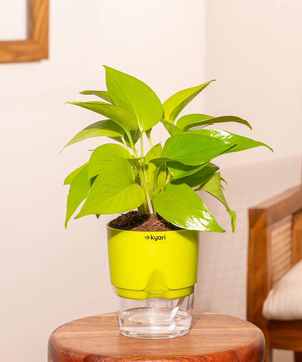 Golden Money Plant - BYOB - Image 13