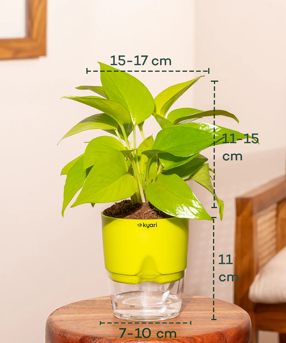 Golden Money Plant - BYOB - Image 14