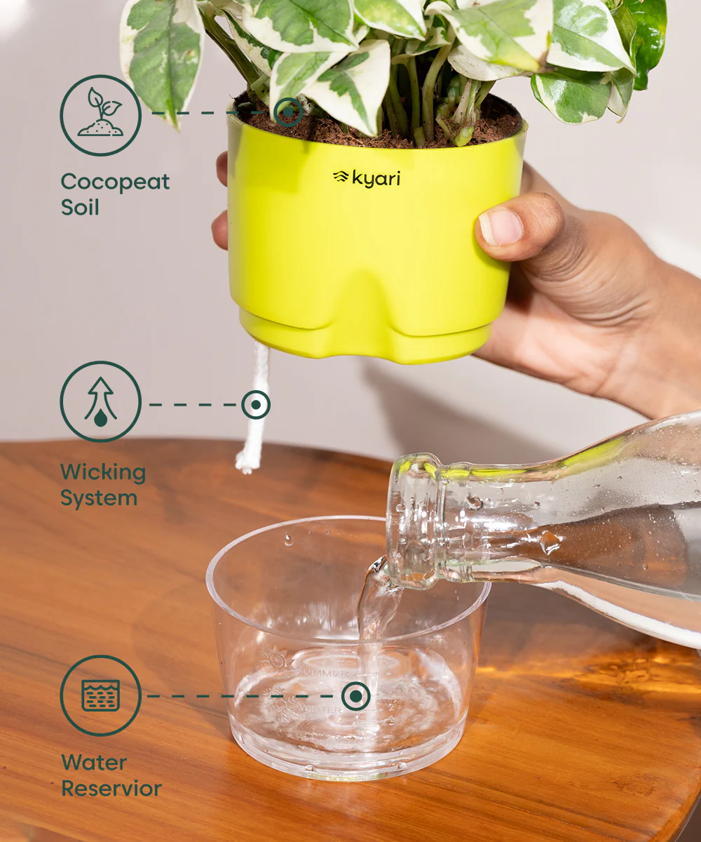 Golden Money Plant - BYOB - Image 15
