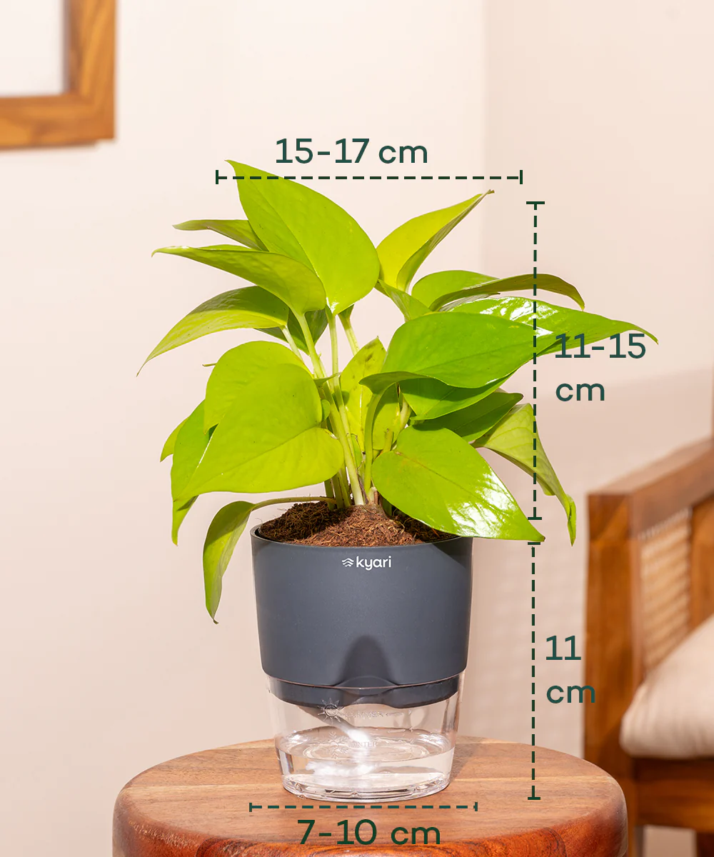 Golden Money Plant - BYOB - Image 20