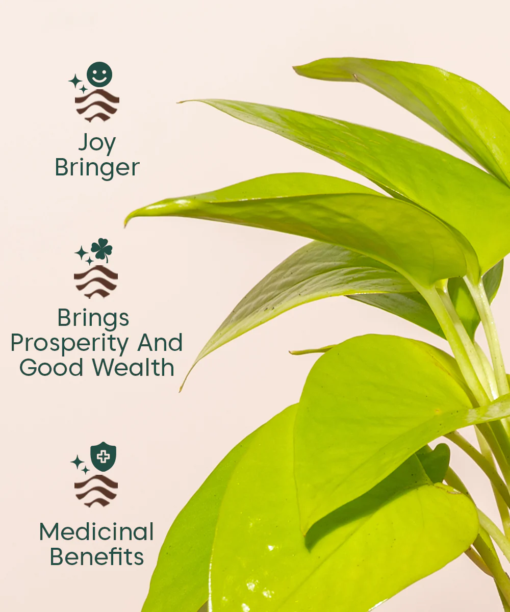 Golden Money Plant - BYOB - Image 23
