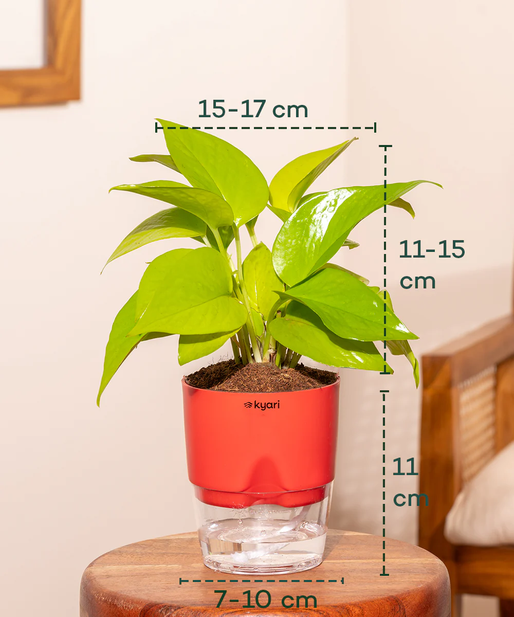 Golden Money Plant - BYOB - Image 26