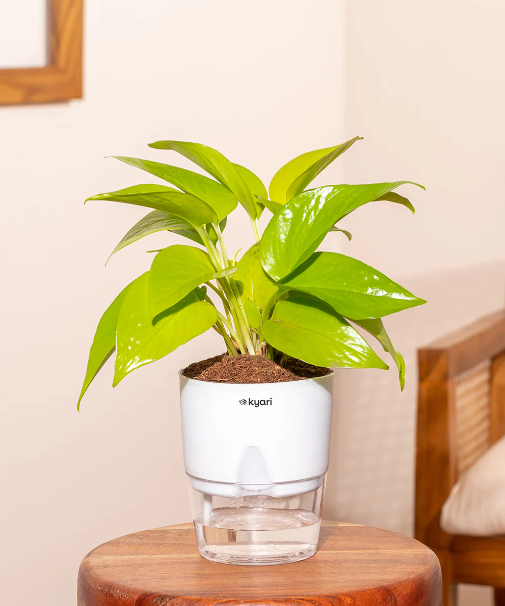 Golden Money Plant - BYOB - Image 31