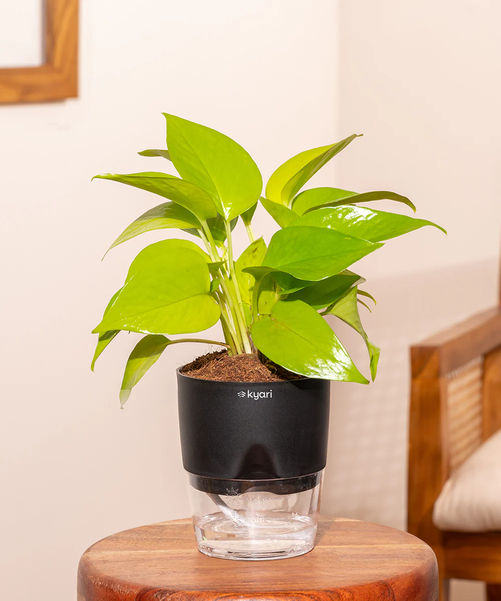 Golden Money Plant - BYOB - Image 7