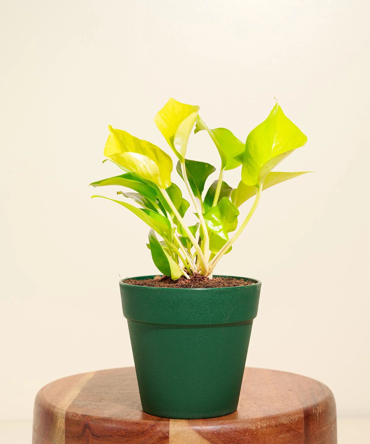 Golden Money Plant With Reya Pot