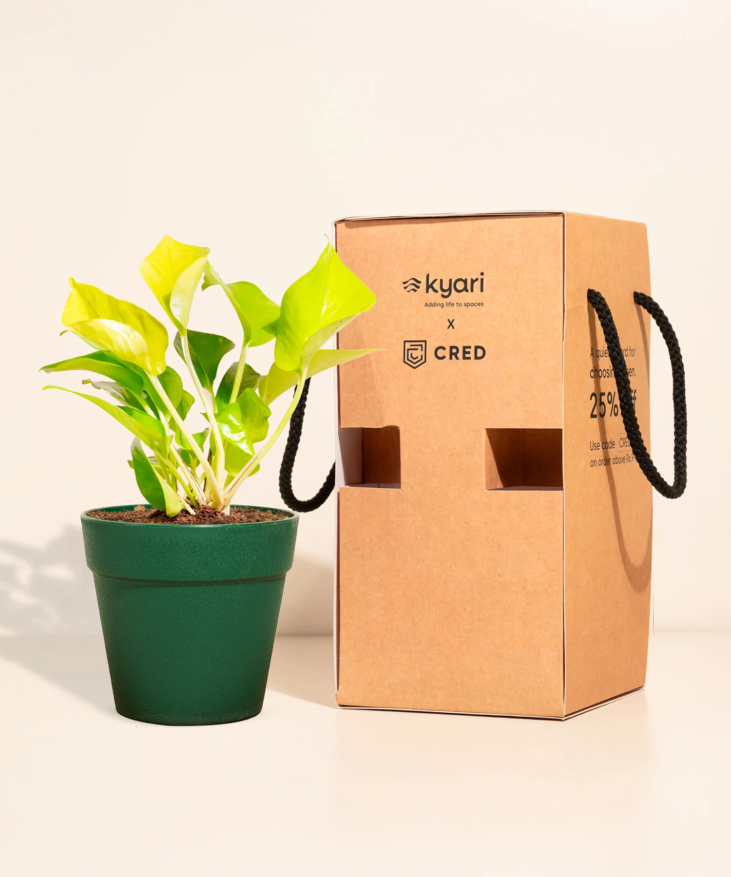 Golden Money Plant With Reya Pot - Image 2