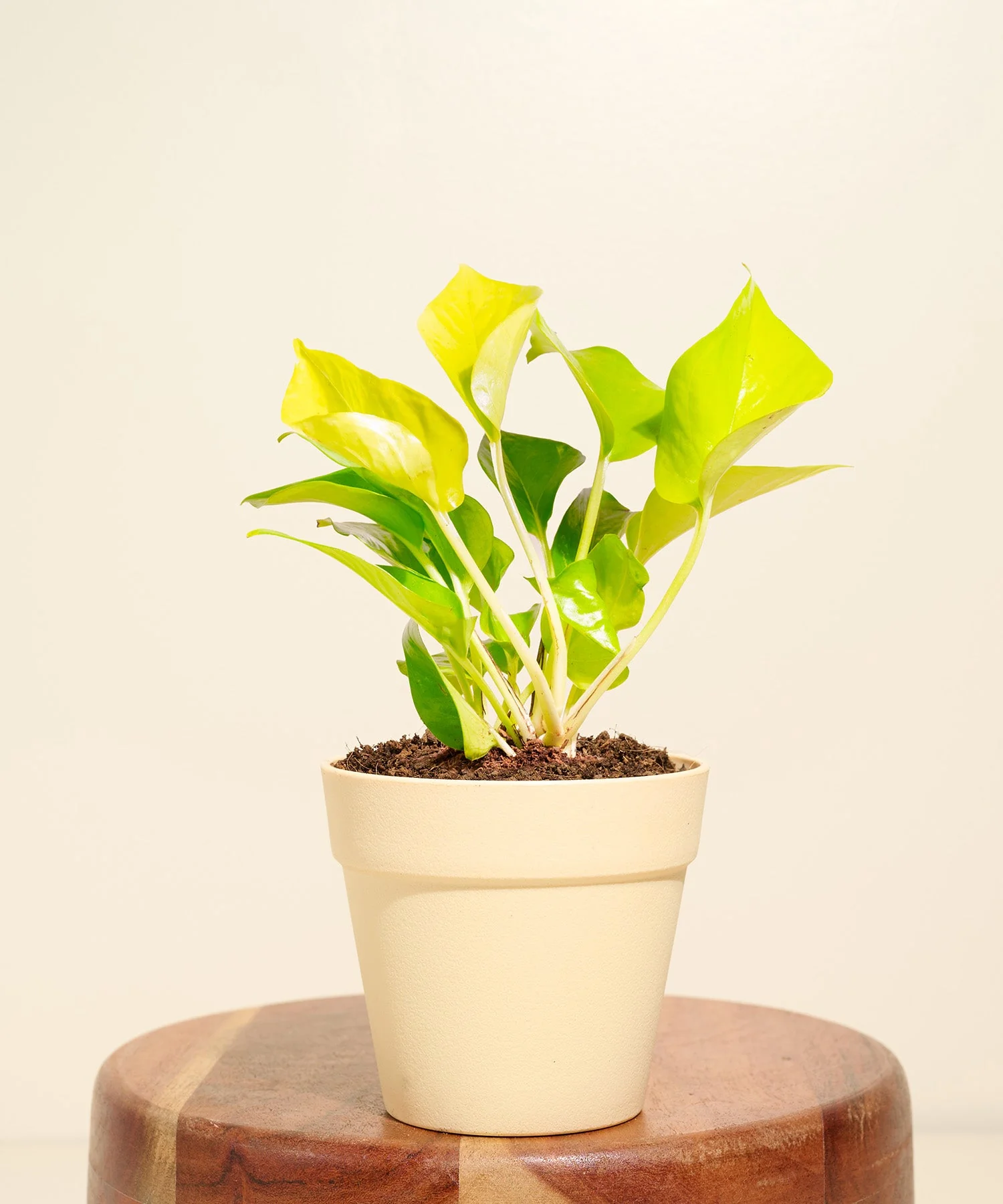 Golden Money Plant With Reya Pot - Image 4