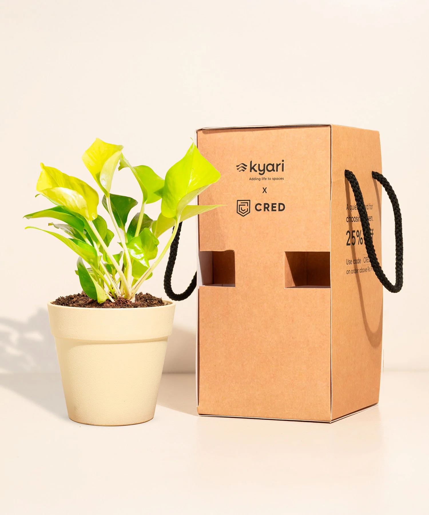 Golden Money Plant With Reya Pot - Image 5