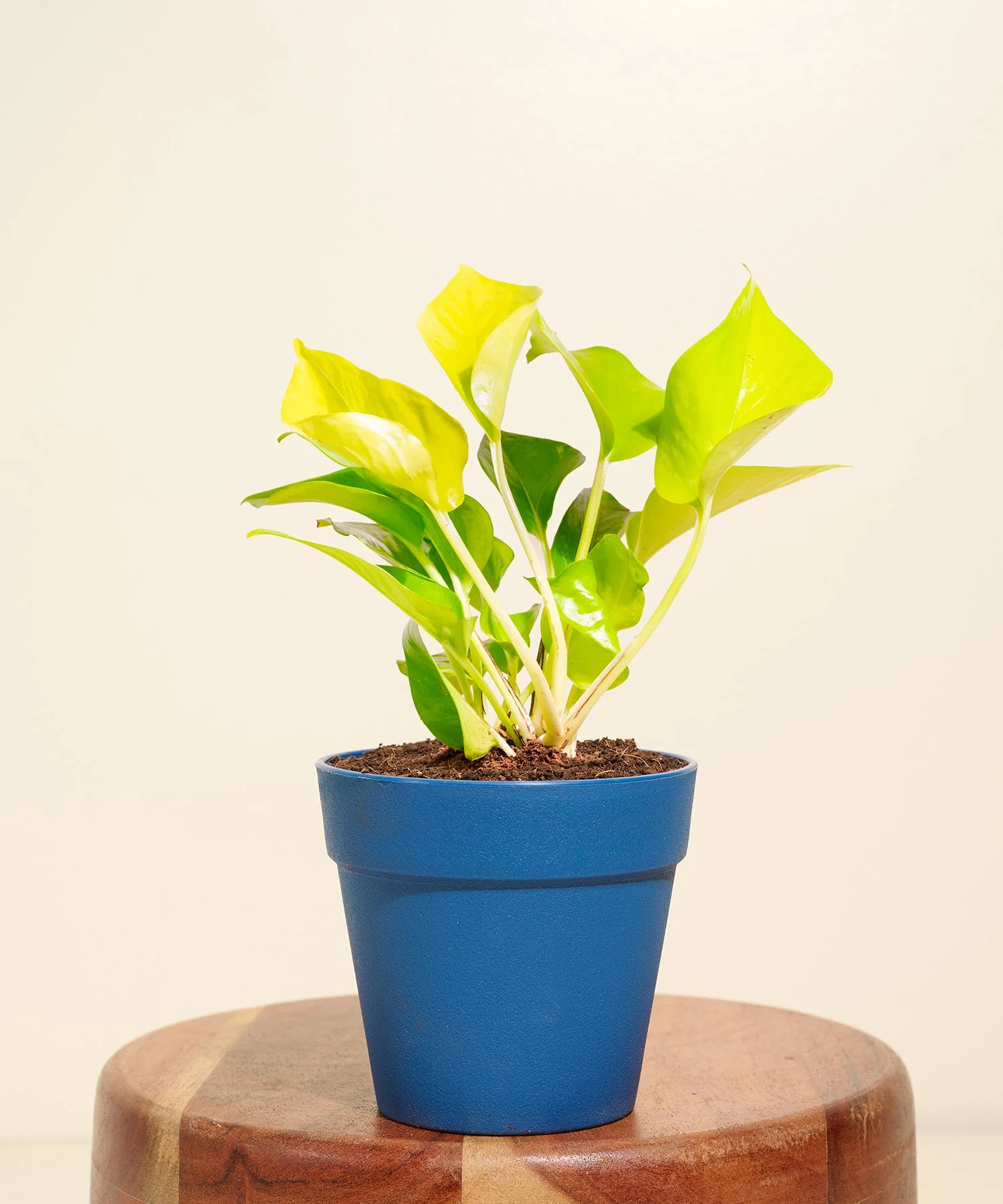 Golden Money Plant With Reya Pot - Image 7