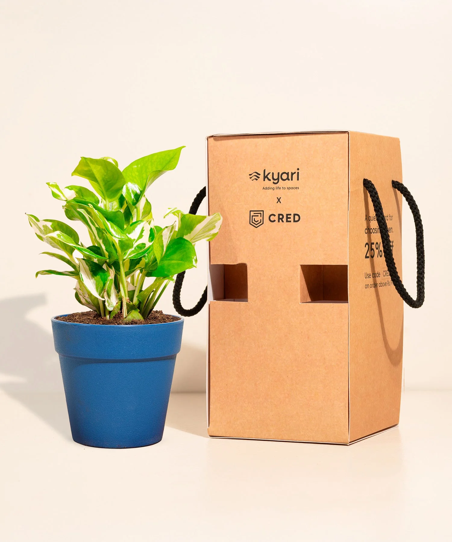 Golden Money Plant With Reya Pot - Image 8