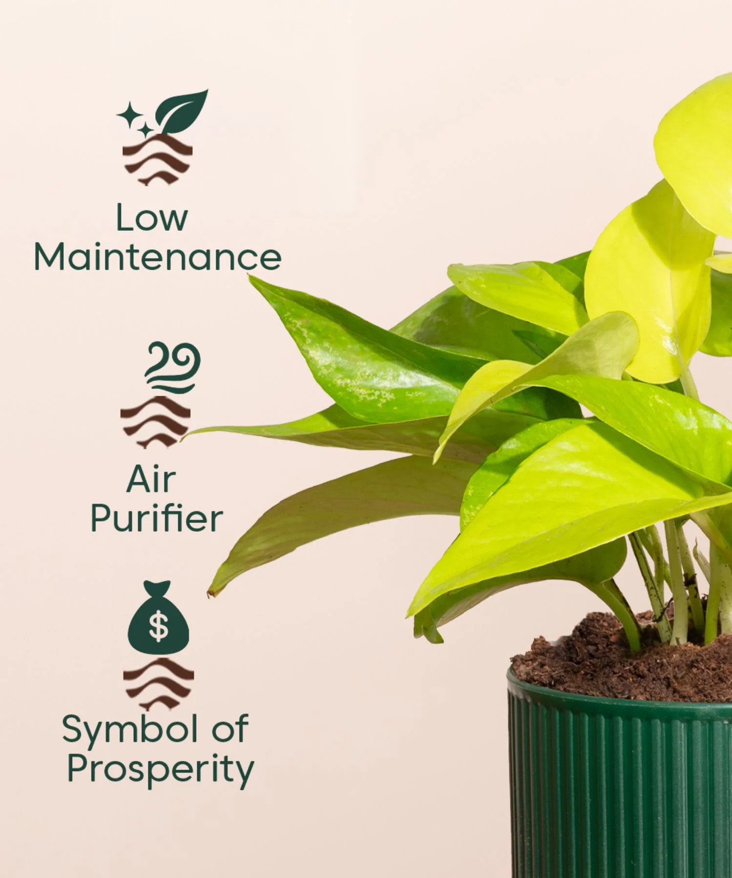 Golden Money Plant With Mylo Planter - Image 12