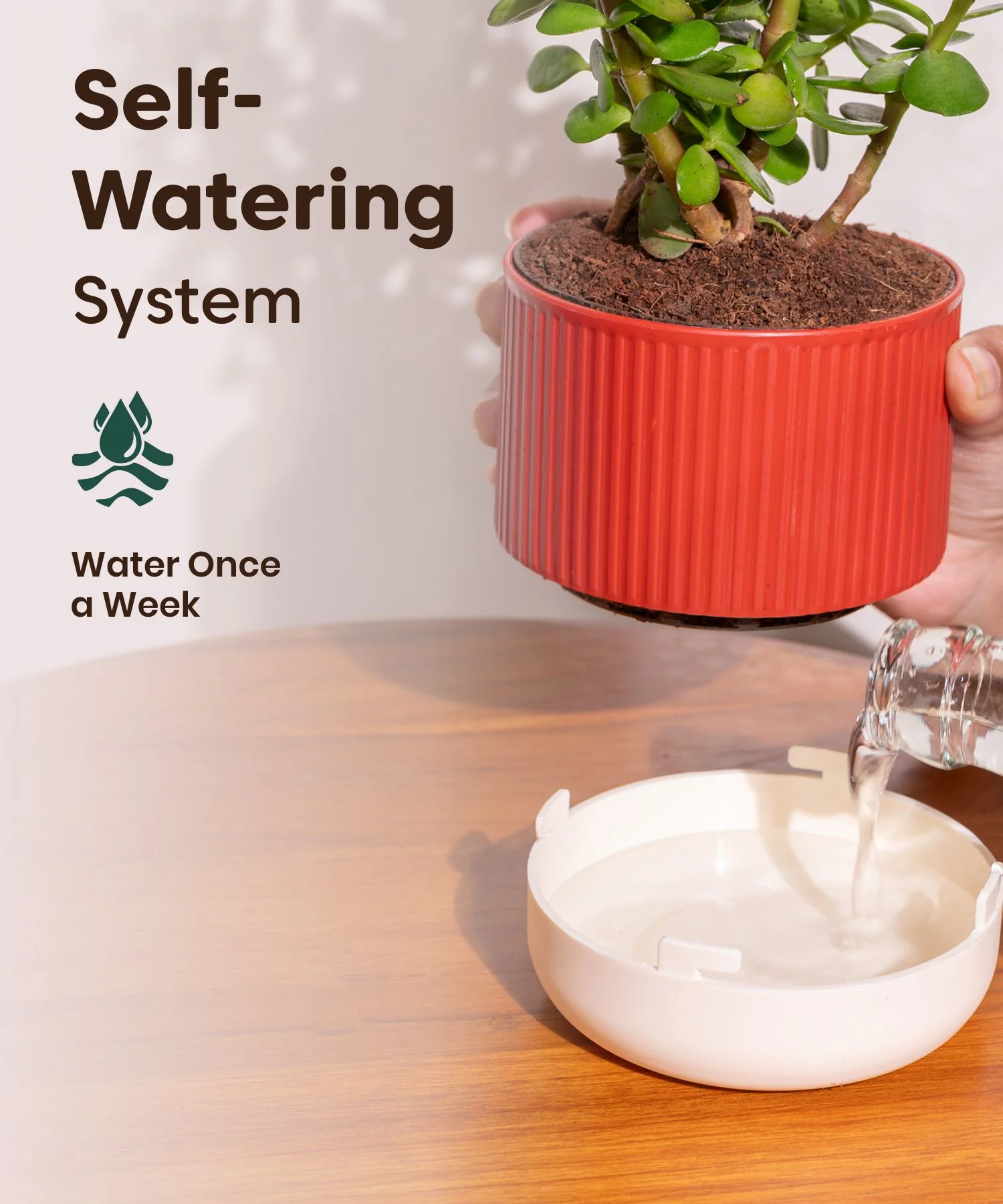 Golden Money Plant With Self Watering Pot - Image 110