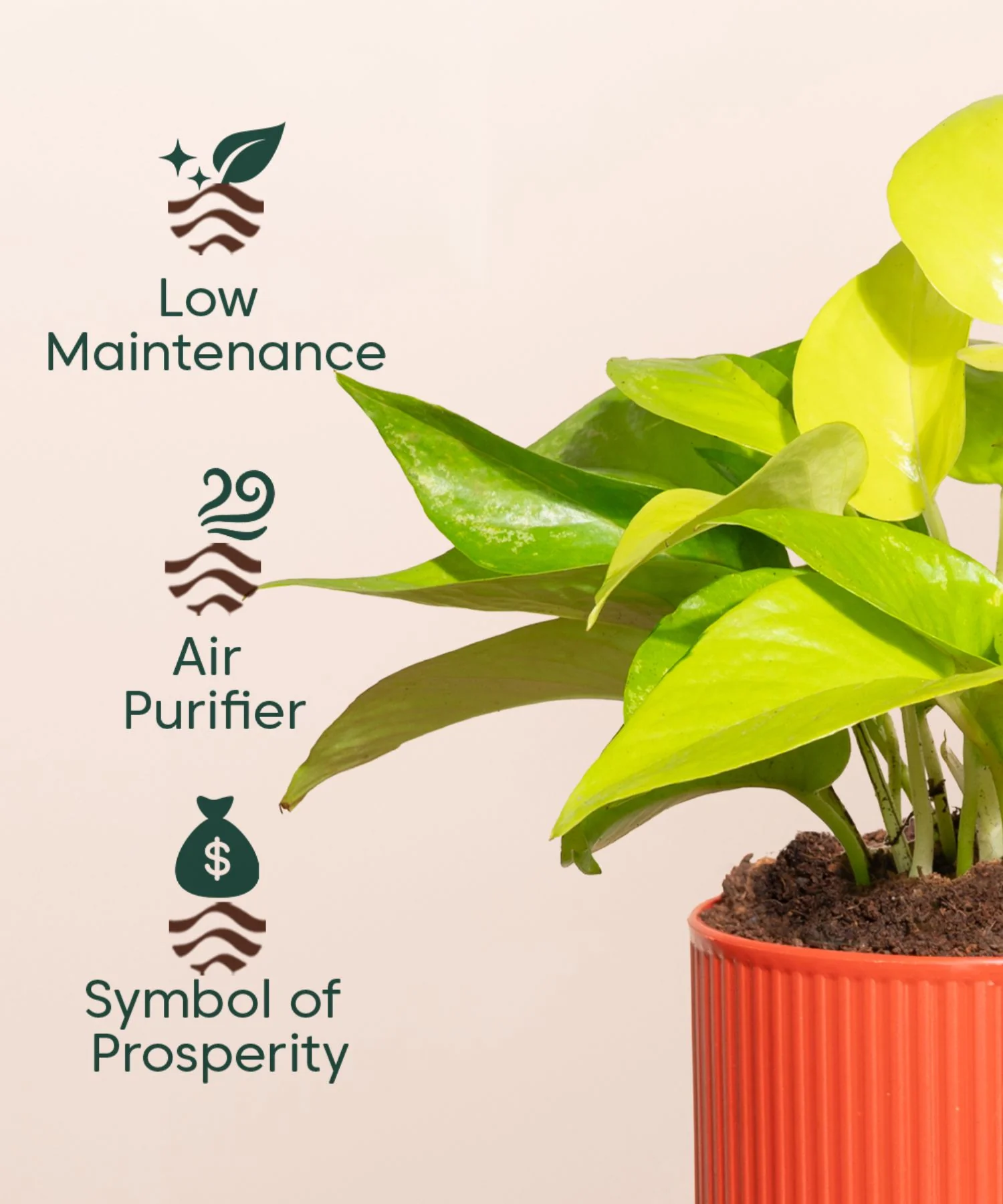 Golden Money Plant With Self Watering Pot - Image 111