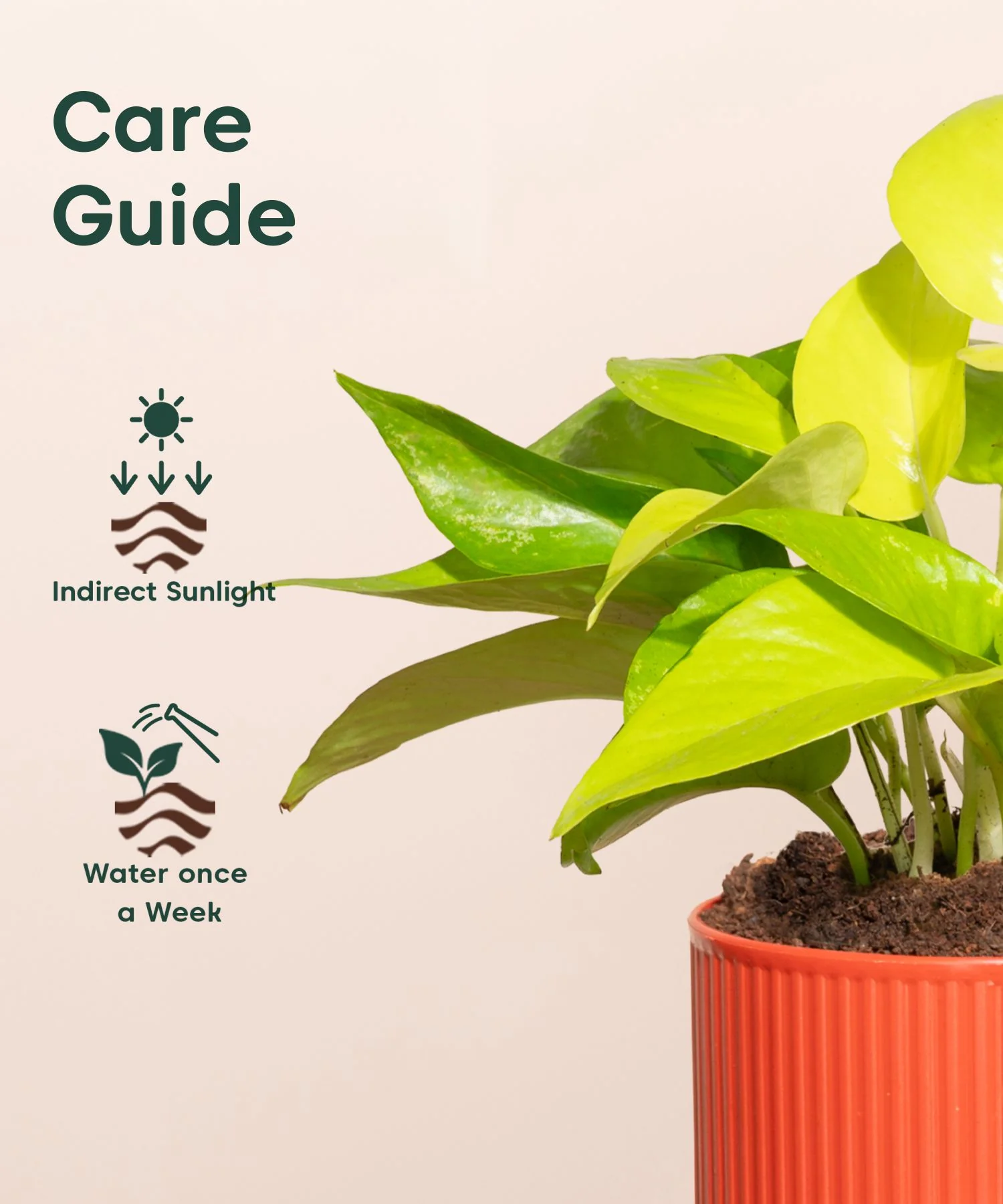 Golden Money Plant With Self Watering Pot - Image 112