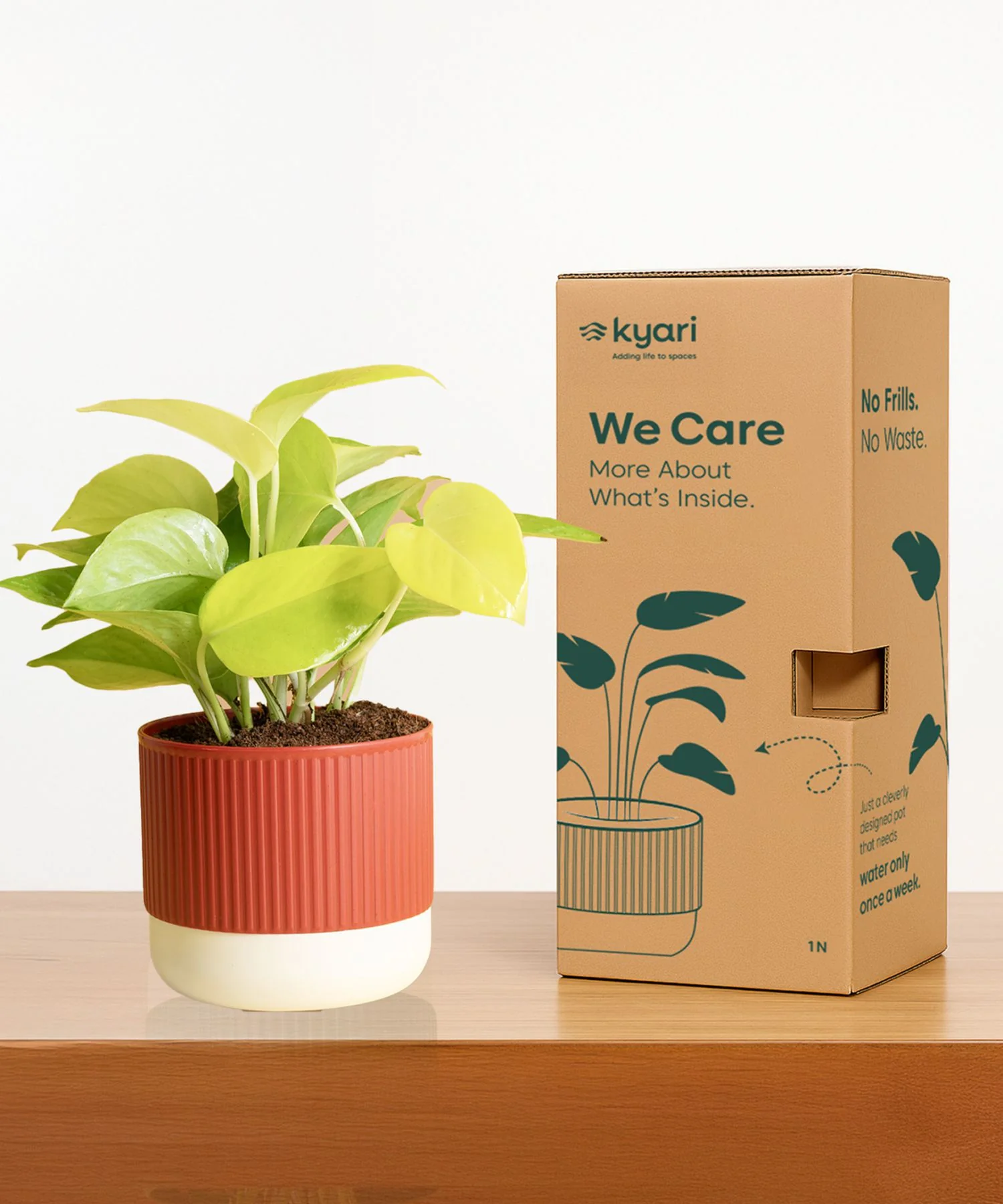 Golden Money Plant With Self Watering Pot - Image 113