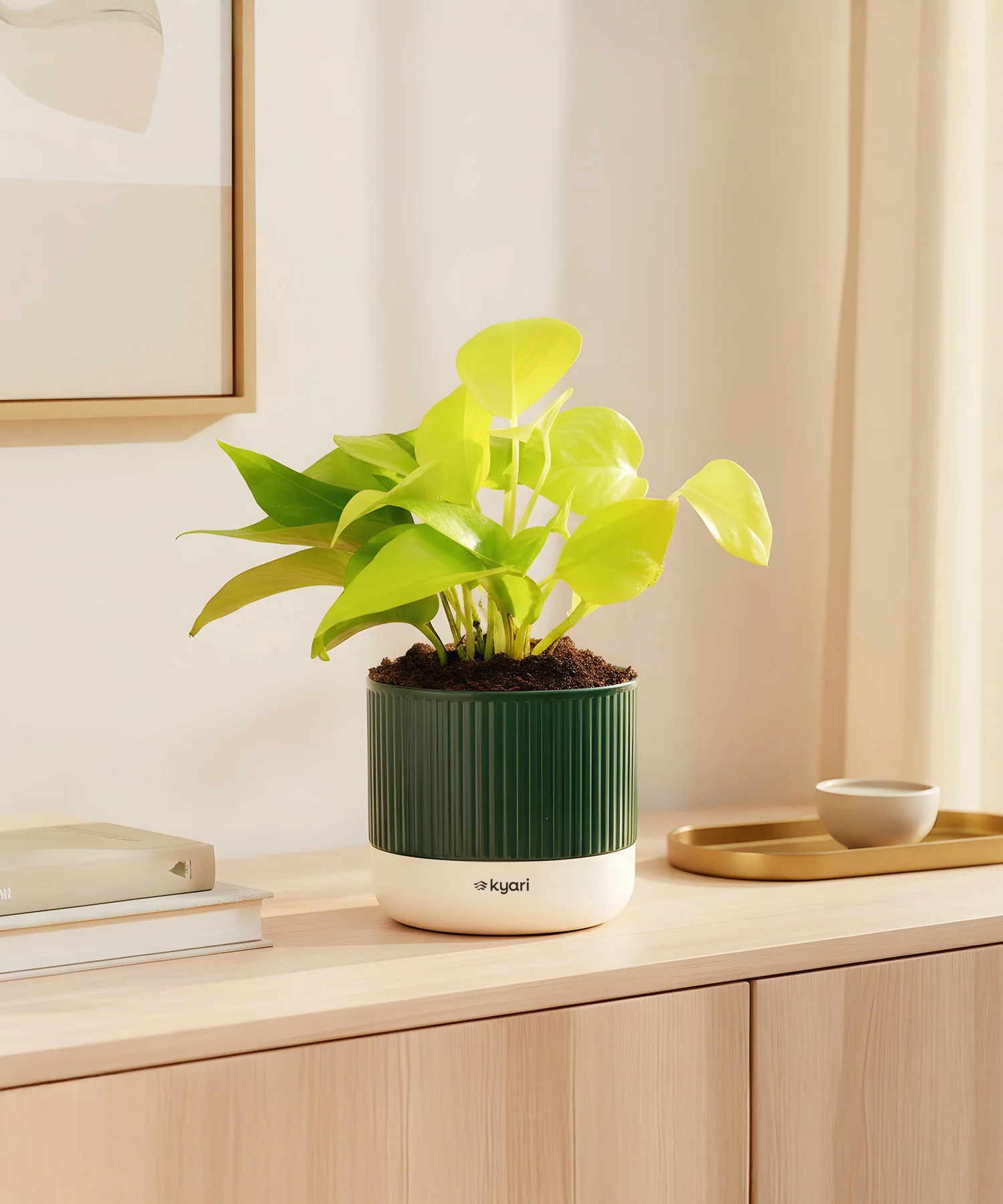 Golden Money Plant With Mylo Planter - Image 8
