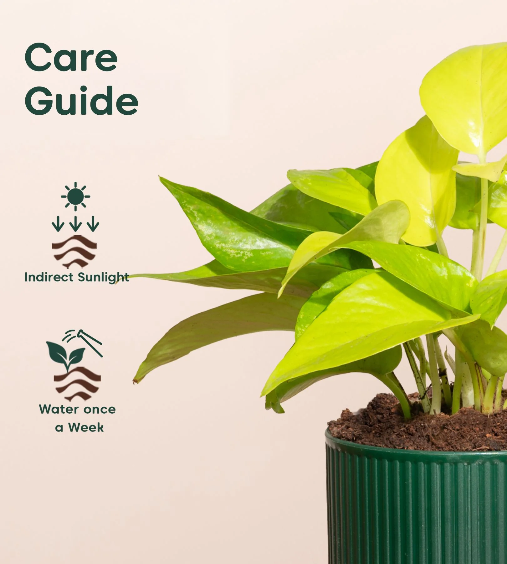 Golden Money Plant With Mylo Planter - Image 9