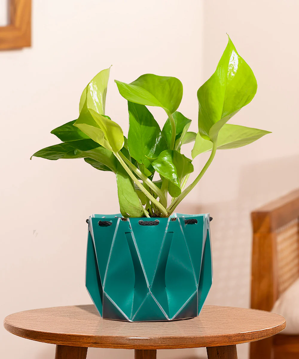 Golden Money Plant With Self Watering Pot - Image 114