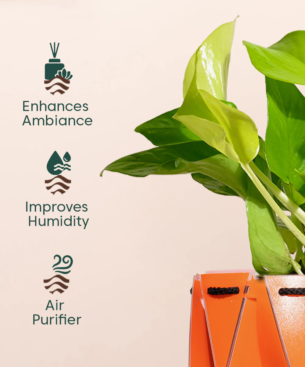 Golden Money Plant With Self Watering Pot - Image 124