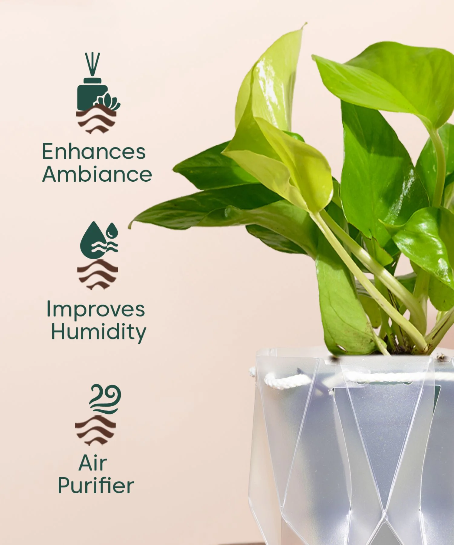 Golden Money Plant With Self Watering Pot - Image 132