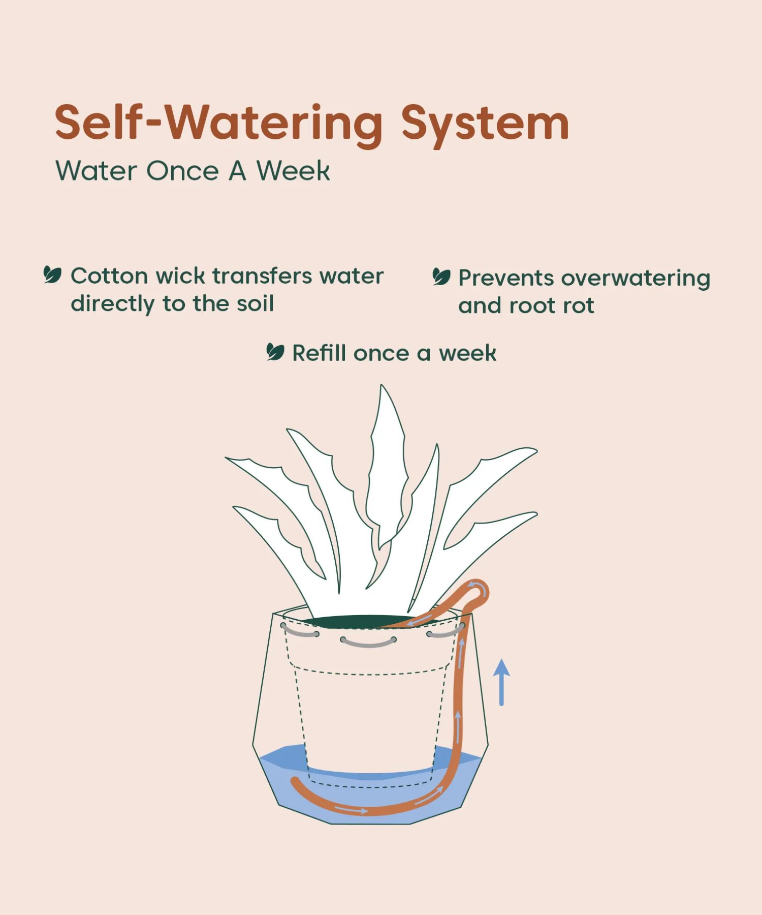 Golden Money Plant With Self Watering Pot - Image 134