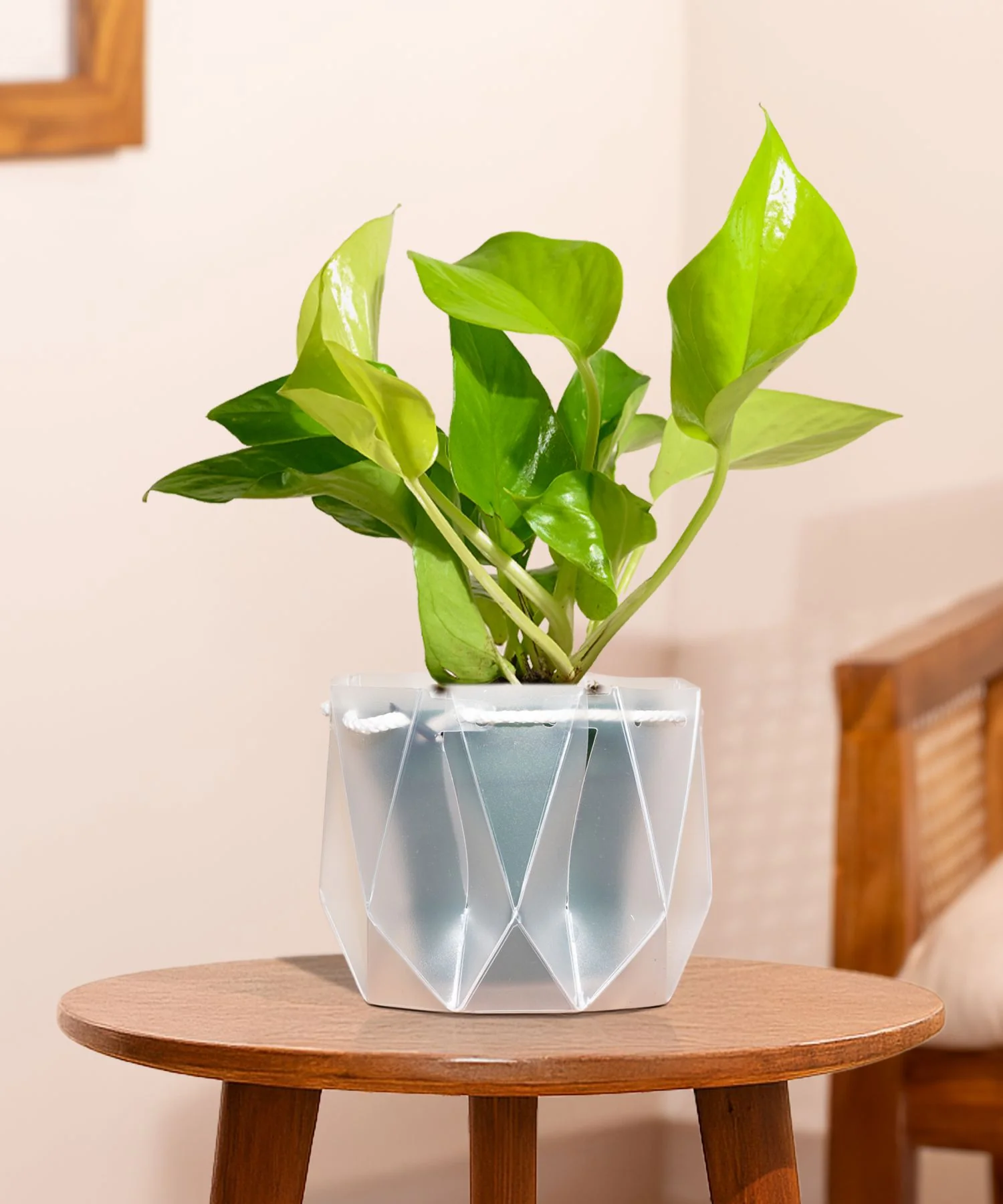 Golden Money Plant With Self Watering Pot - Image 138