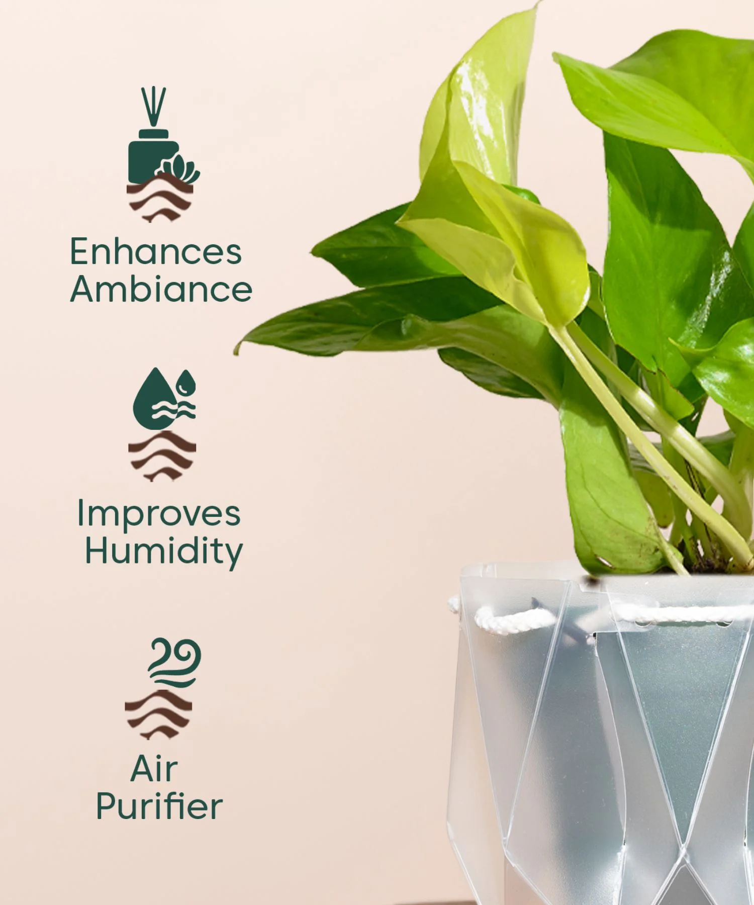 Golden Money Plant With Self Watering Pot - Image 140