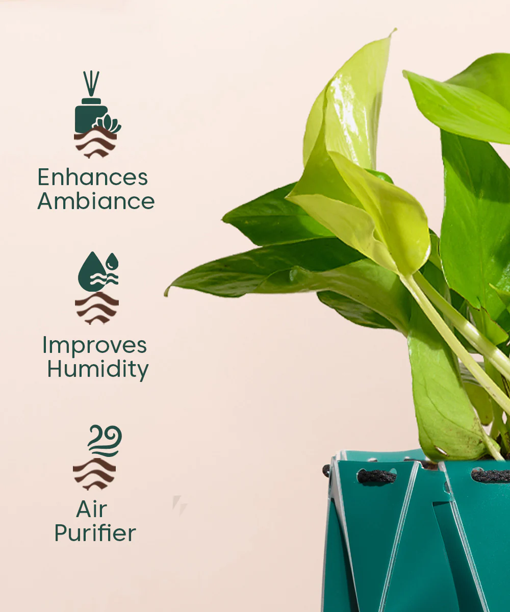 Golden Money Plant With Self Watering Pot - Image 116