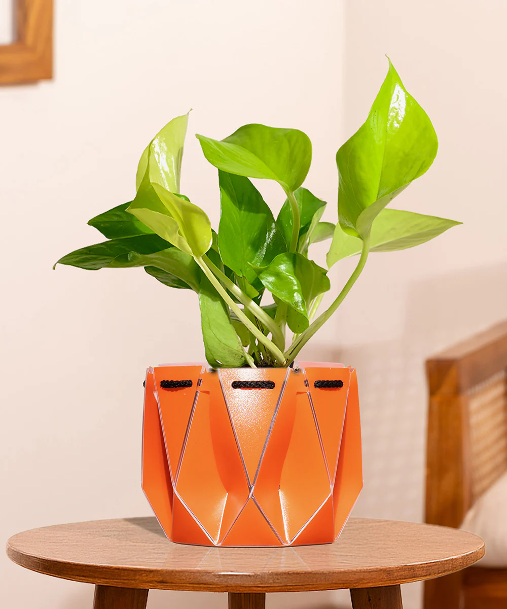 Golden Money Plant With Self Watering Pot - Image 122