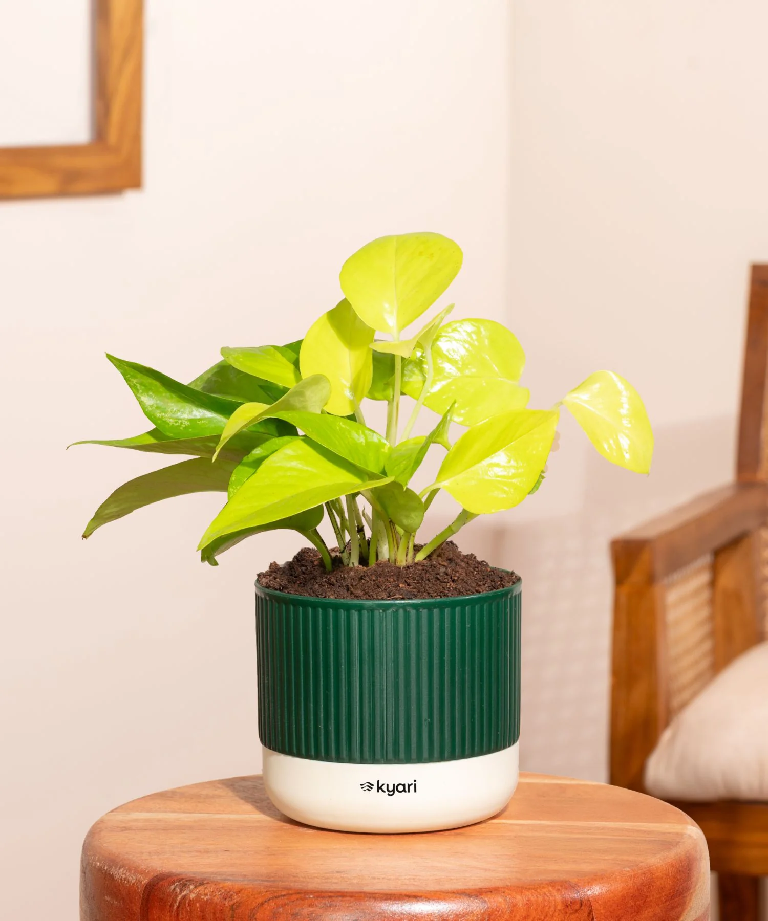 Golden Money Plant With Self Watering Pot - Image 102