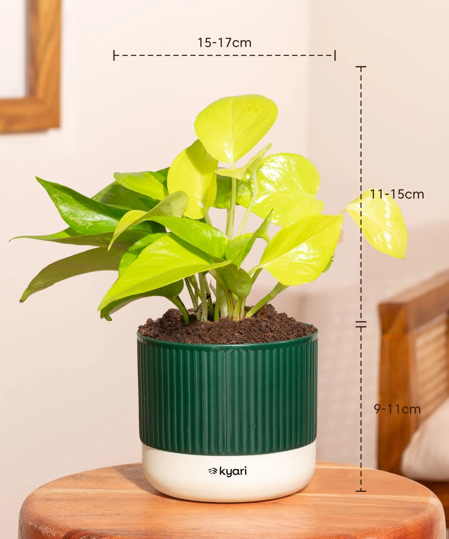 Golden Money Plant With Self Watering Pot - Image 103