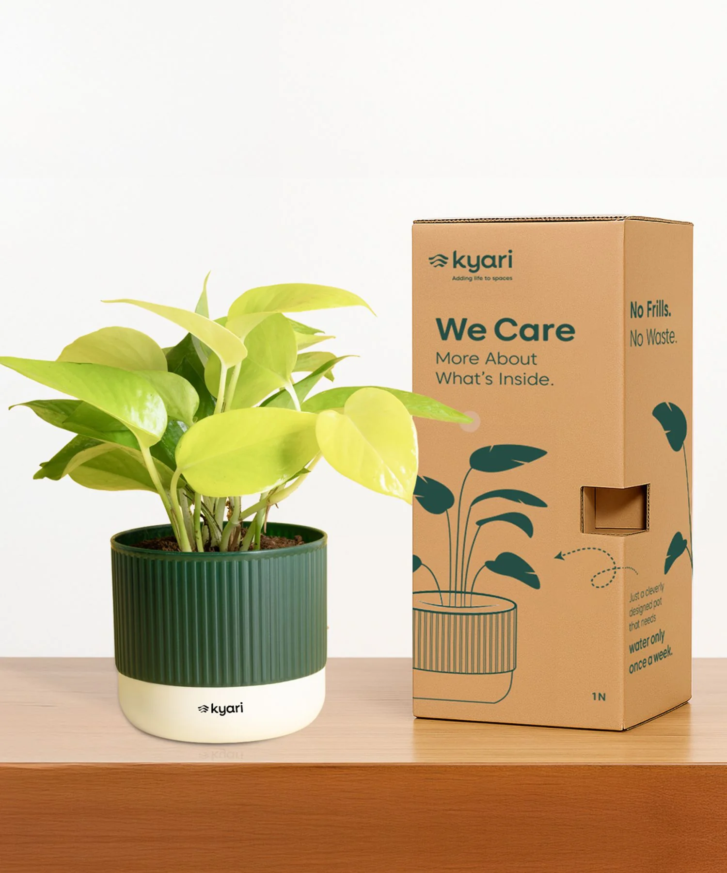 Golden Money Plant With Self Watering Pot - Image 107