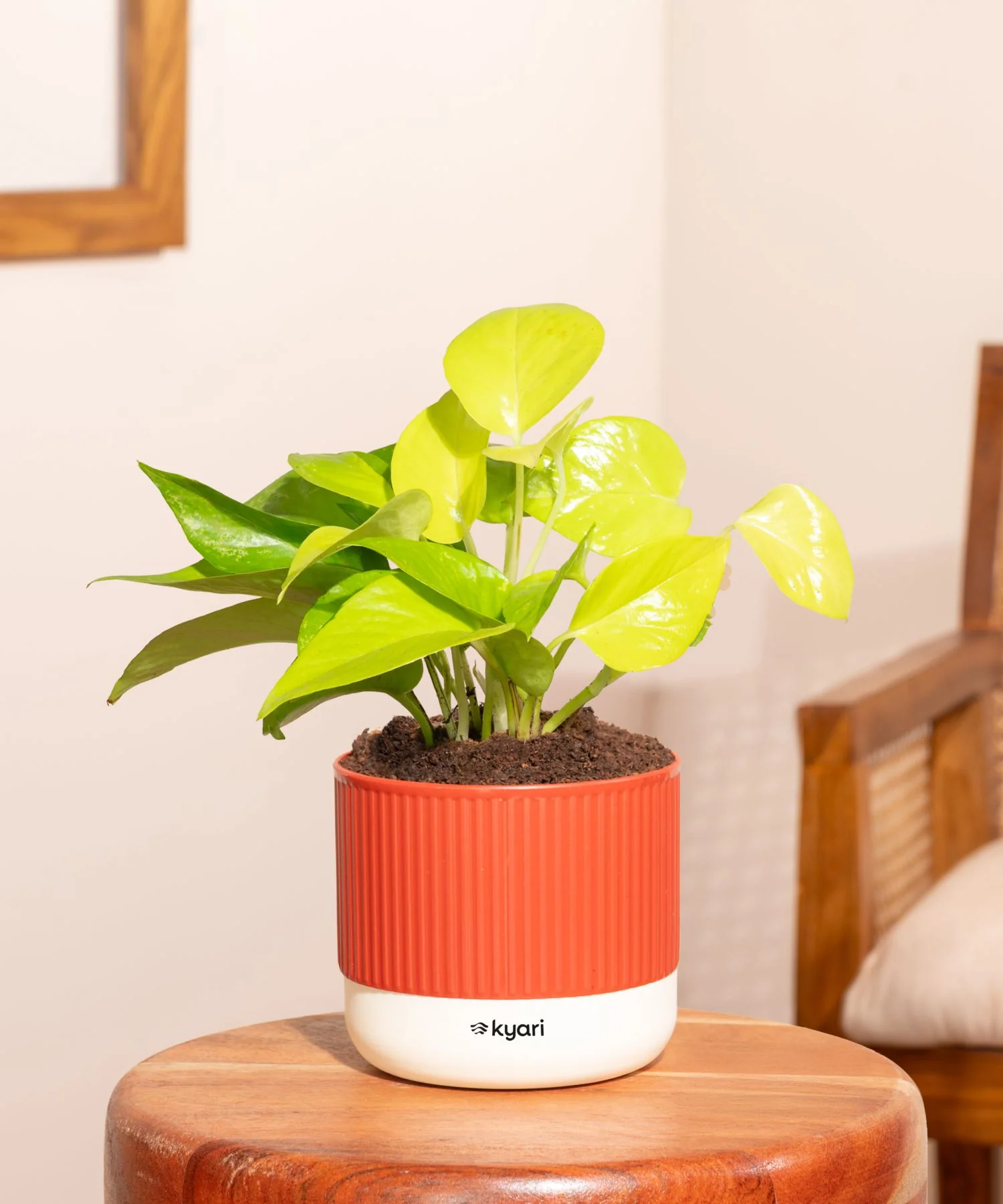 Golden Money Plant With Self Watering Pot - Image 108
