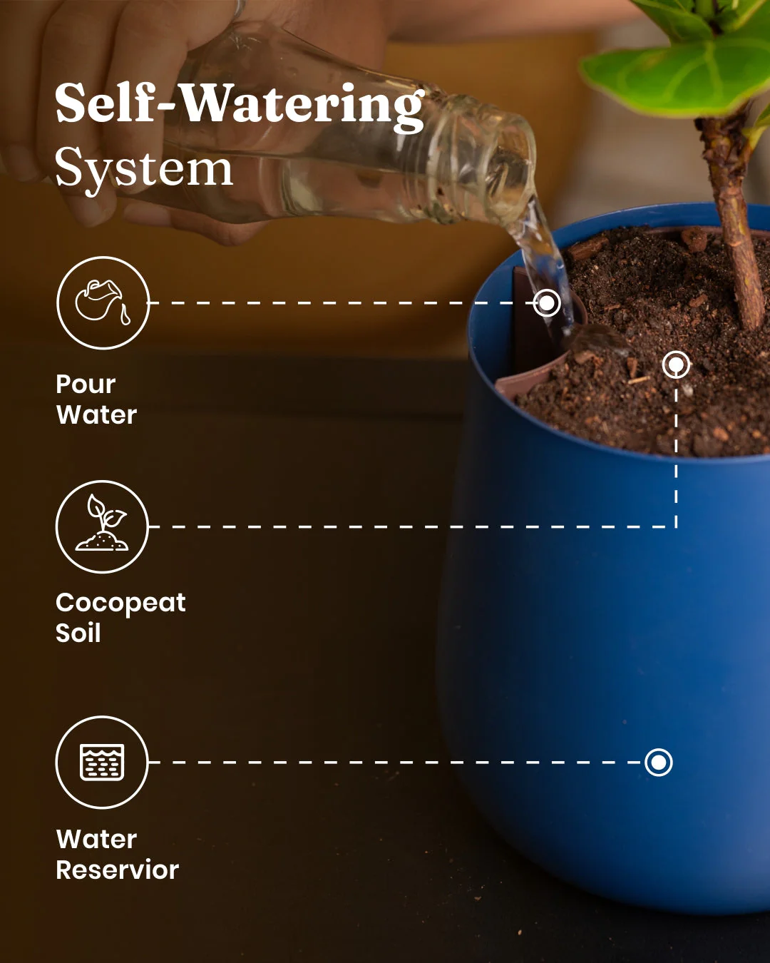 Golden Money Plant With Self Watering Pot - Image 38