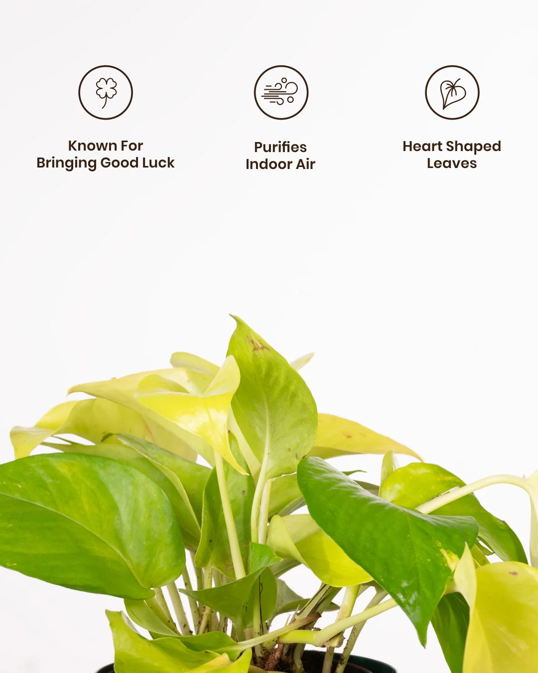 Golden Money Plant With Self Watering Pot - Image 39