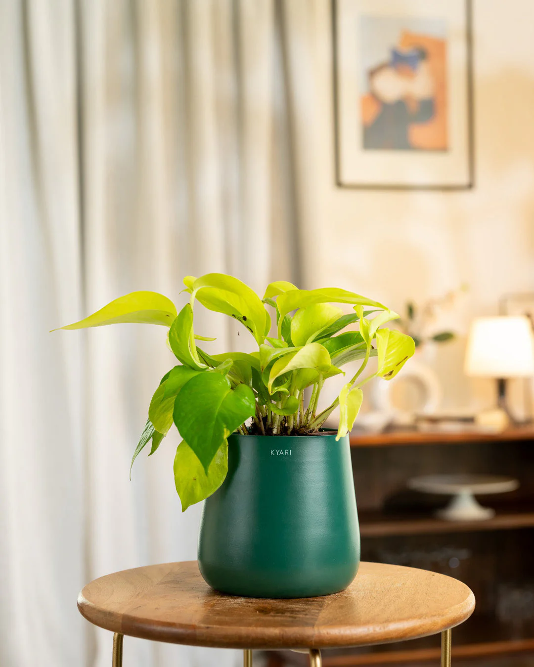 Golden Money Plant With Self Watering Pot - Image 42