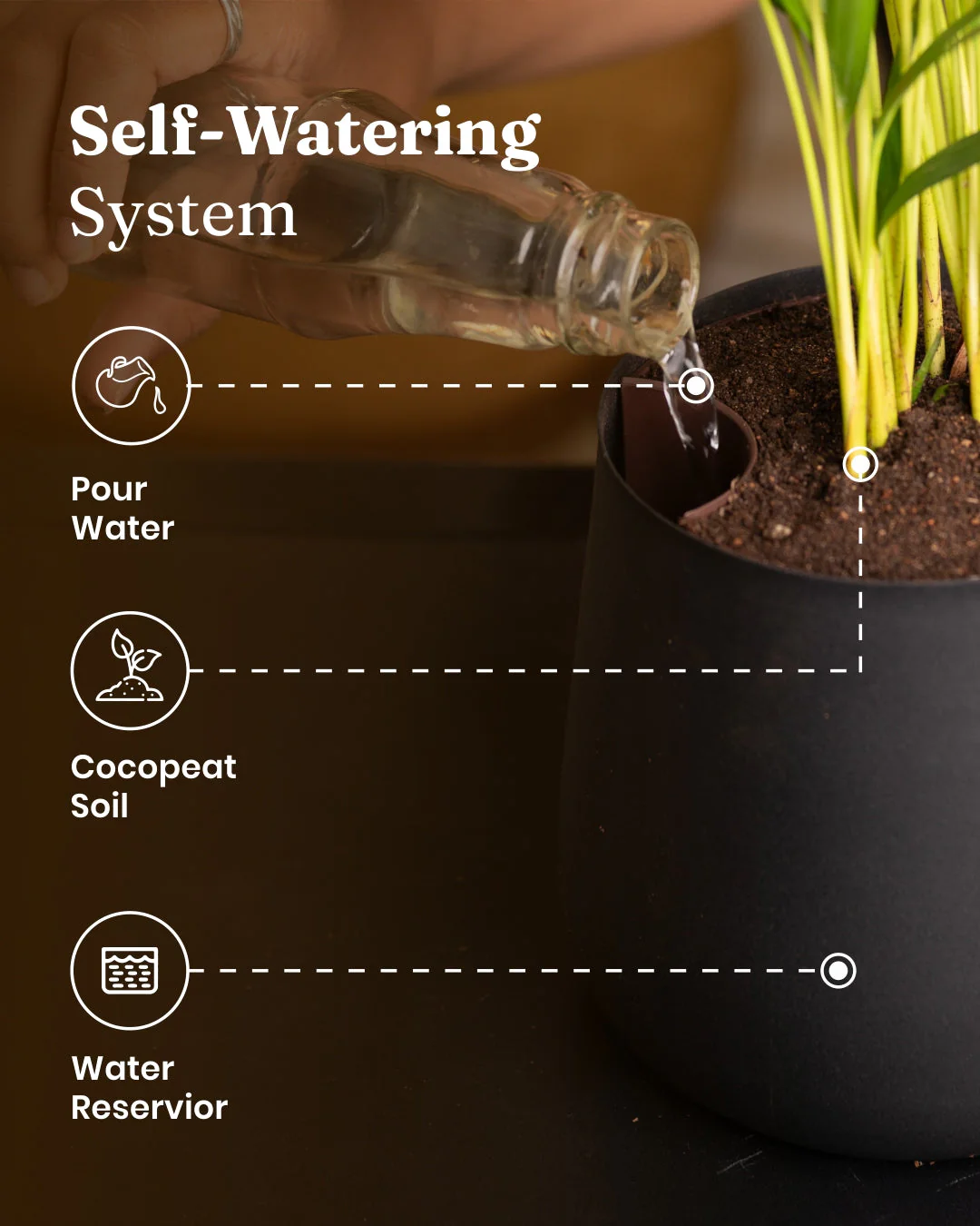 Golden Money Plant With Self Watering Pot - Image 56