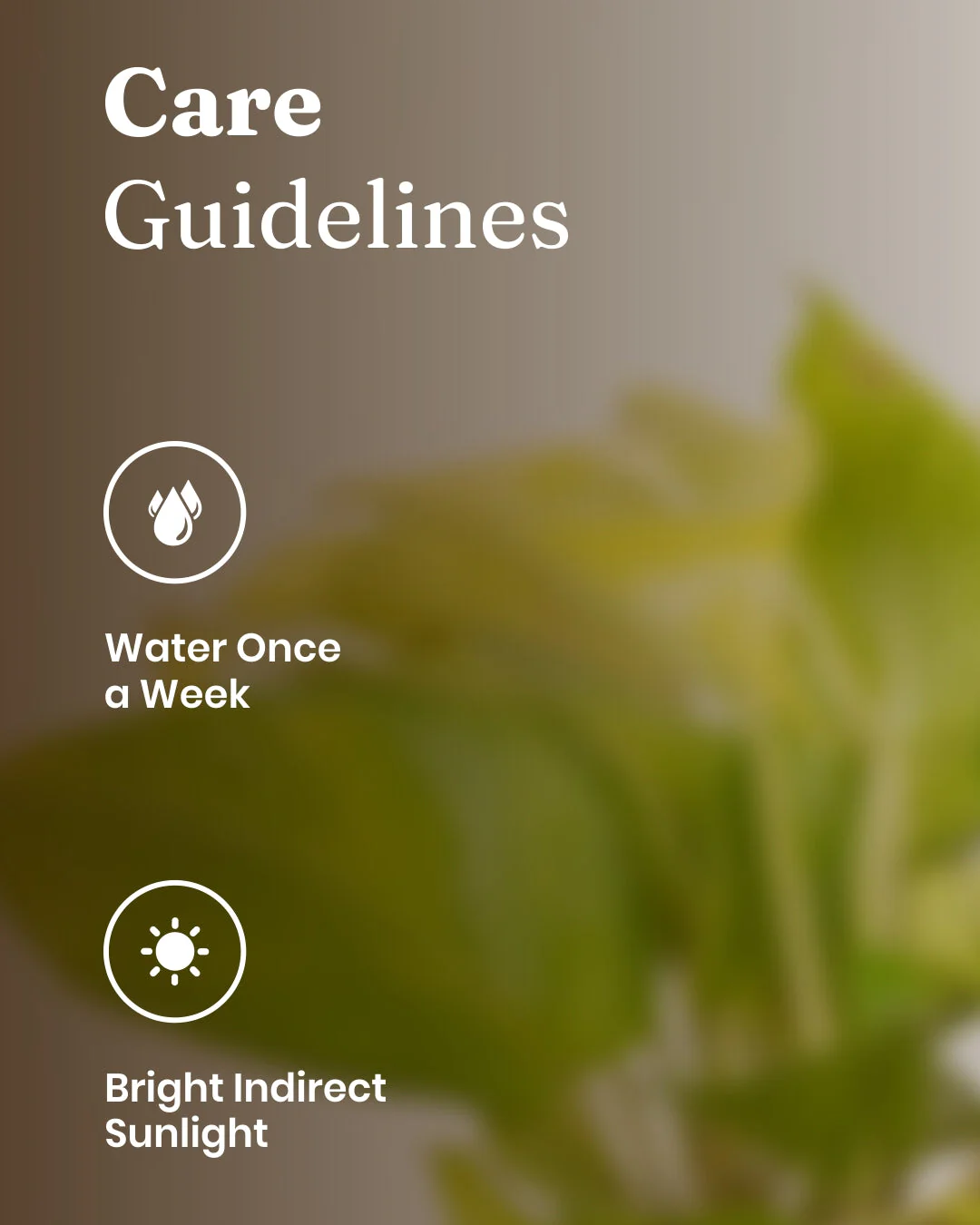 Golden Money Plant With Self Watering Pot - Image 58