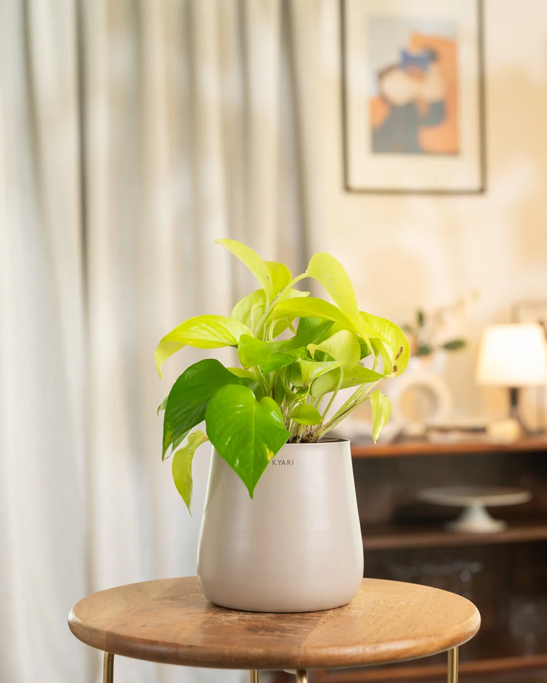 Golden Money Plant With Self Watering Pot - Image 60
