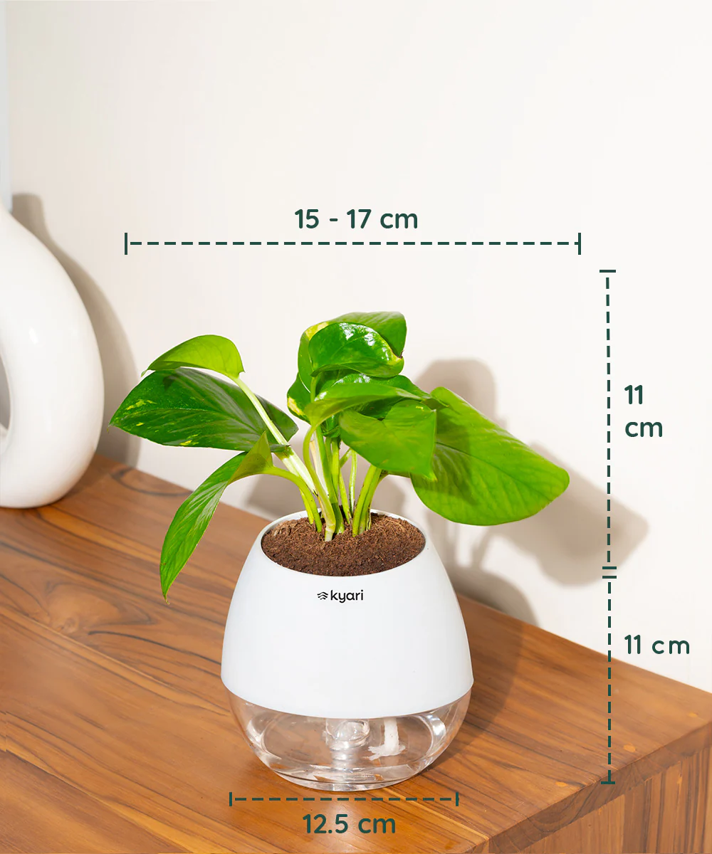 Golden Money Plant With Self Watering Pot - Image 69