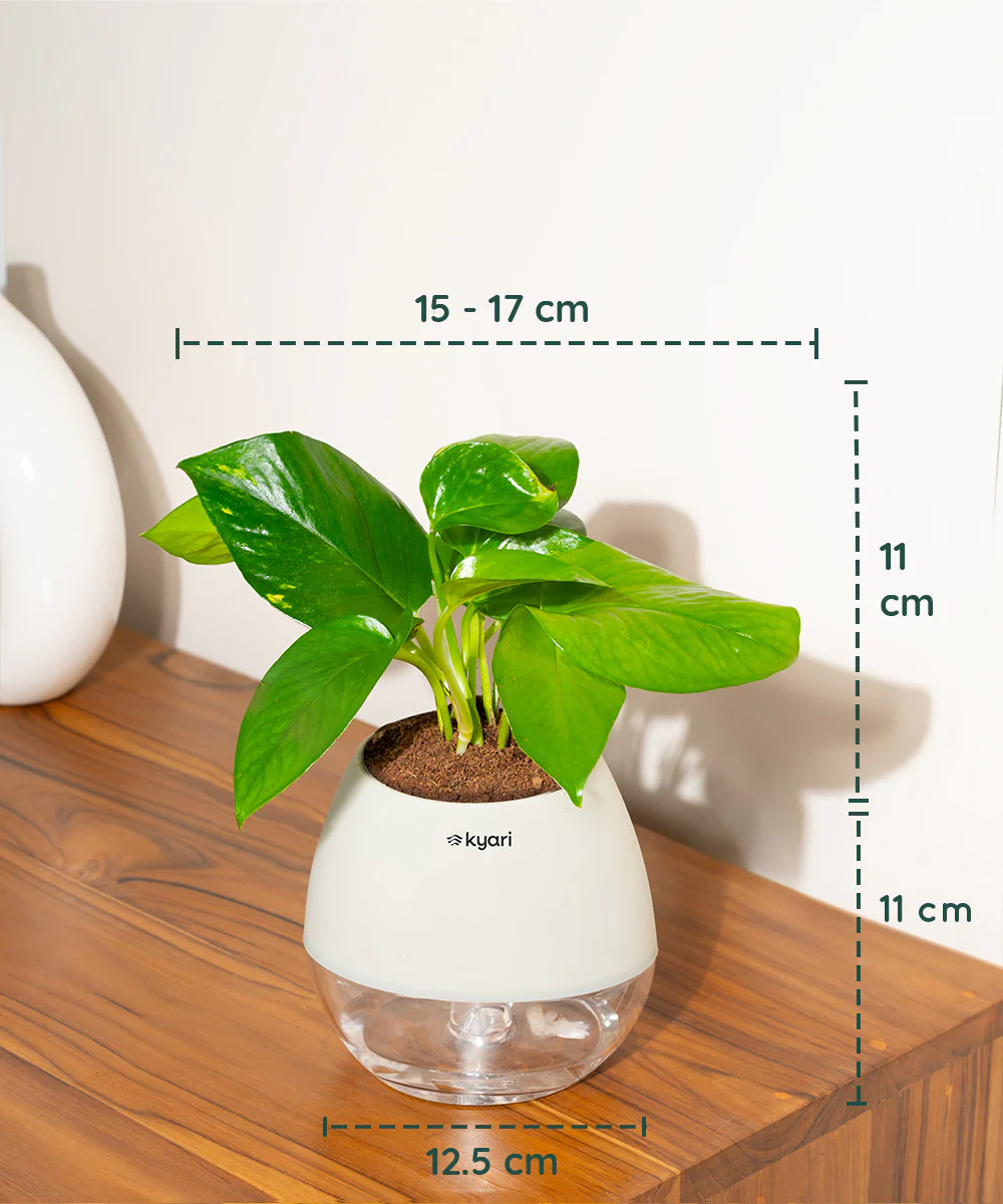 Golden Money Plant With Self Watering Pot - Image 76