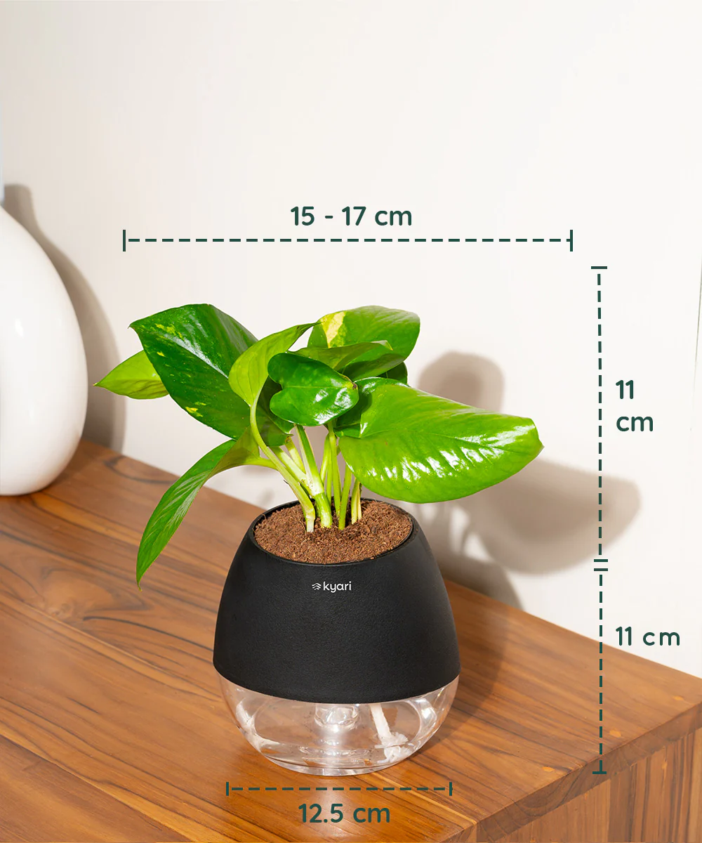 Golden Money Plant With Self Watering Pot - Image 82