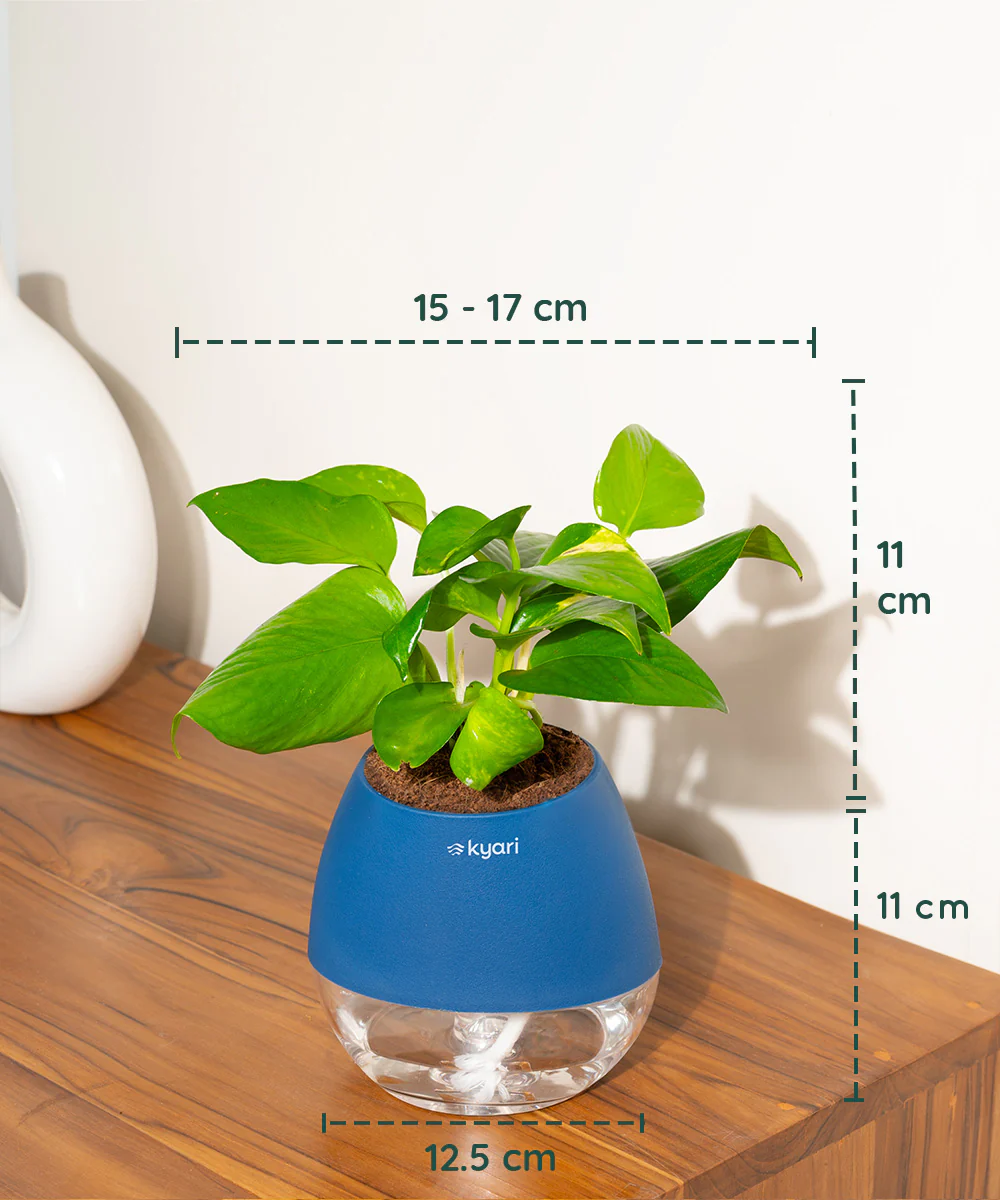 Golden Money Plant With Self Watering Pot - Image 90