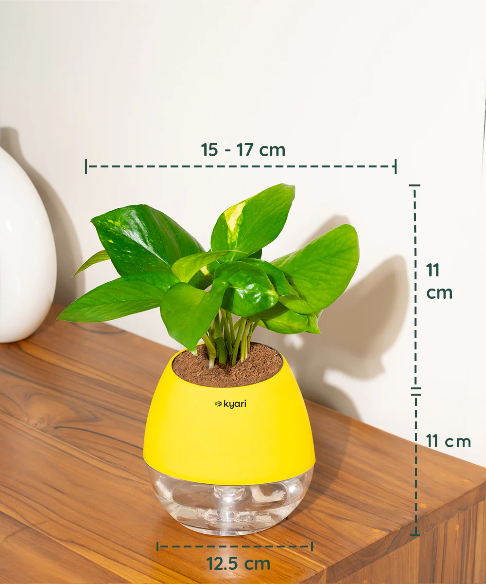 Golden Money Plant With Self Watering Pot - Image 97